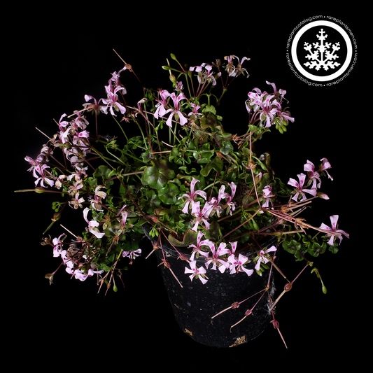 Pelargonium peltatum