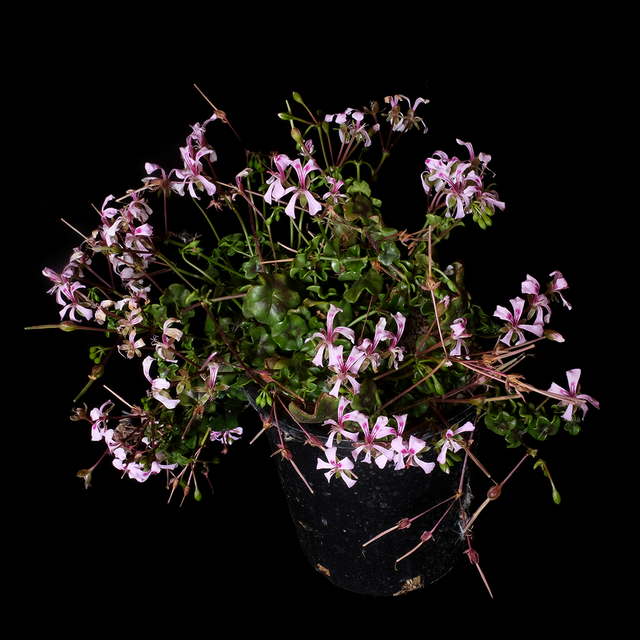 Pelargonium peltatum
