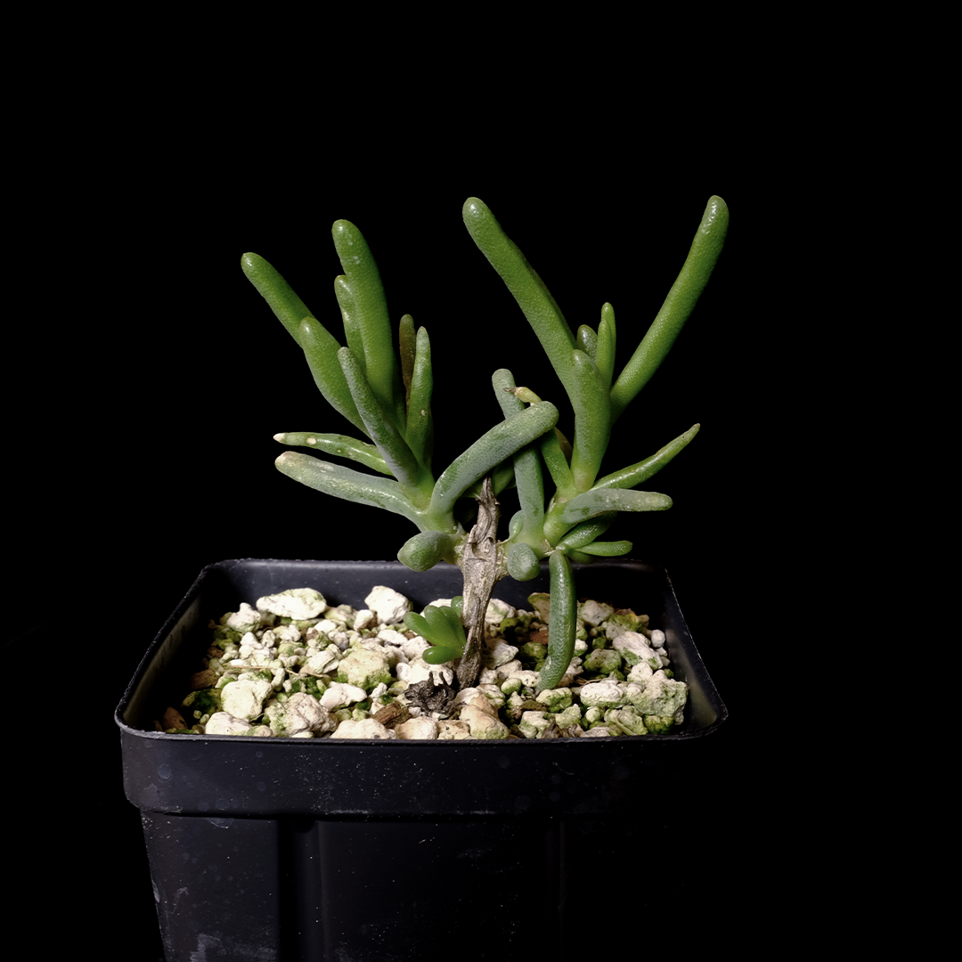 Buy Phyllobolus prasinus Online | Rare Plant Catalog