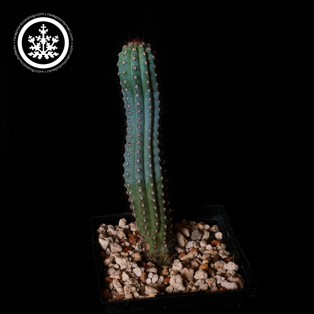 Pilosocereus bradei