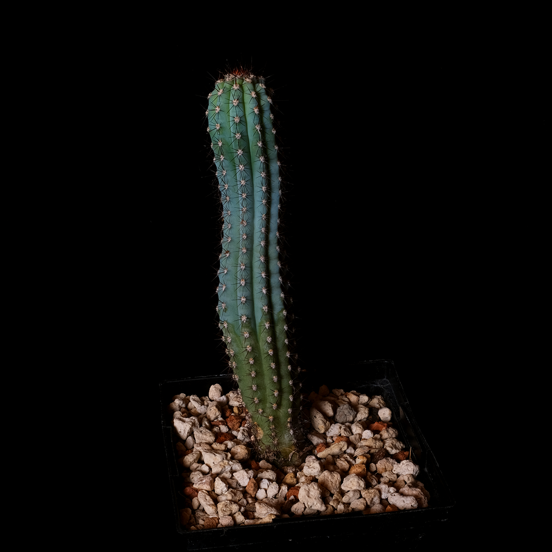 Pilosocereus bradei