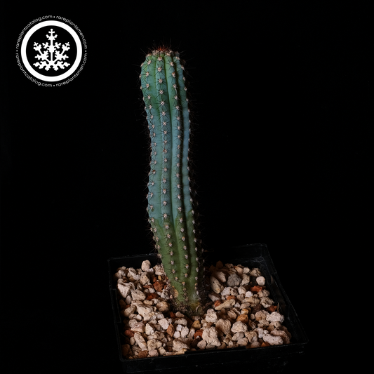 Pilosocereus bradei