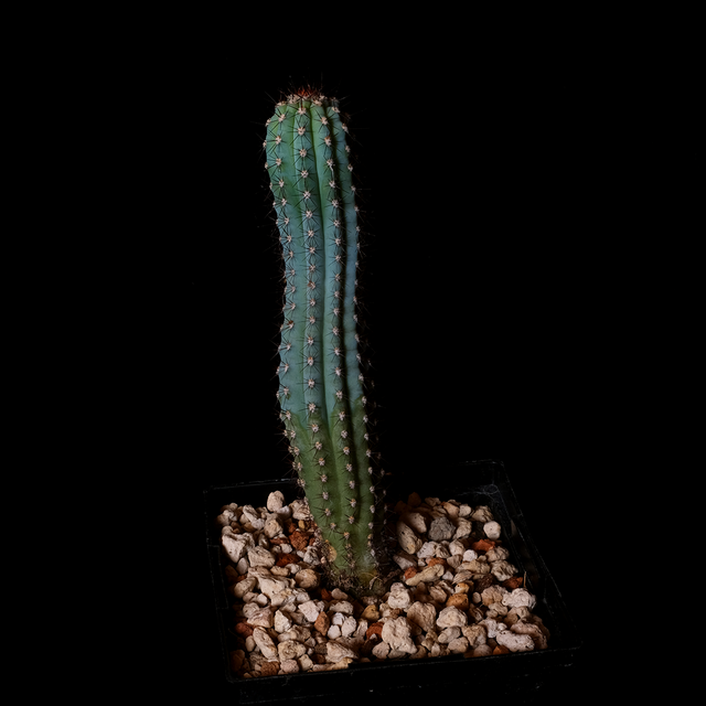 Pilosocereus bradei