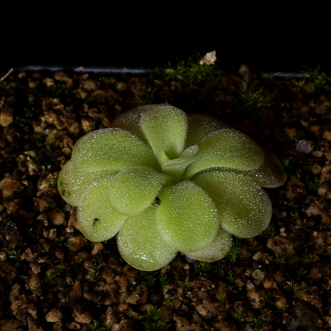 Pinguicula elizabethiae