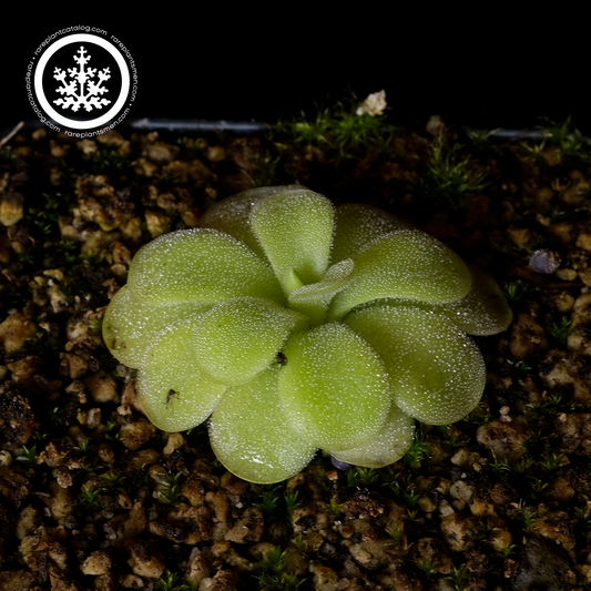 Pinguicula elizabethiae