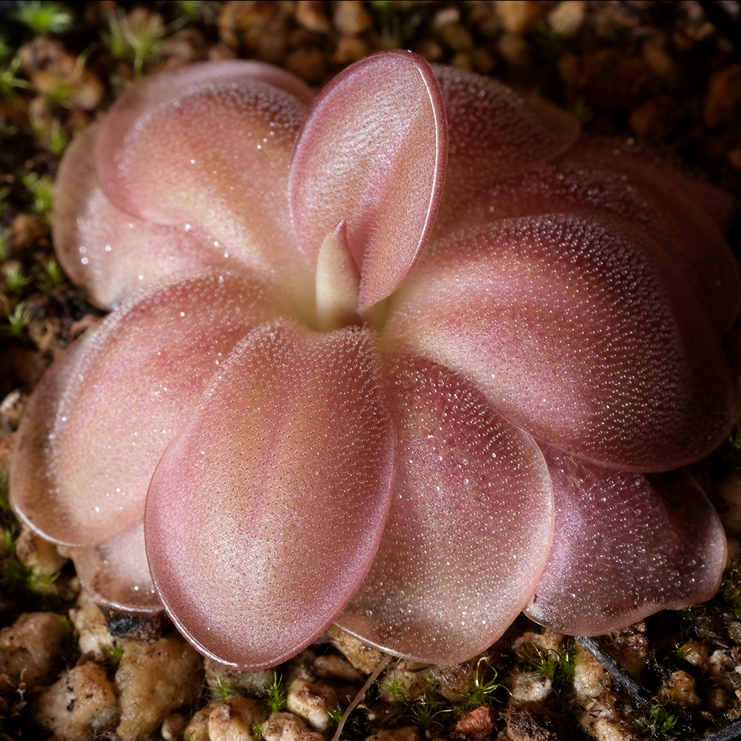 Pinguicula laueana 