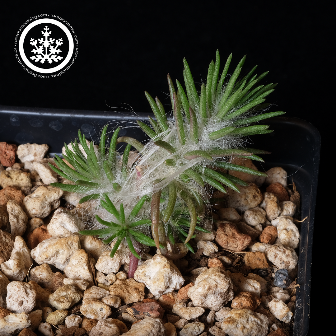 Portulaca elatior