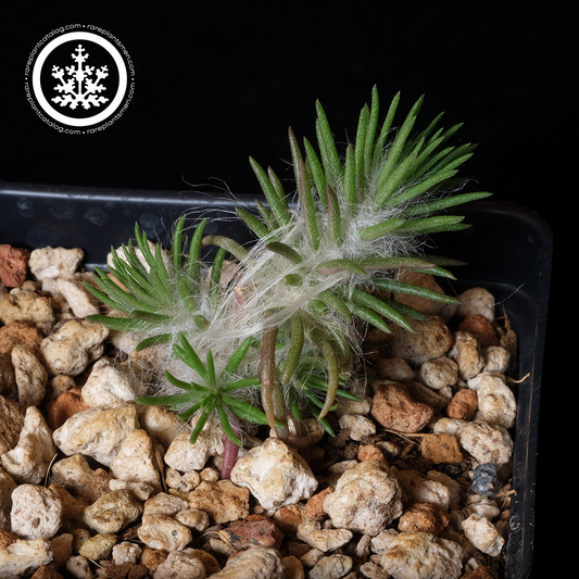 Portulaca elatior
