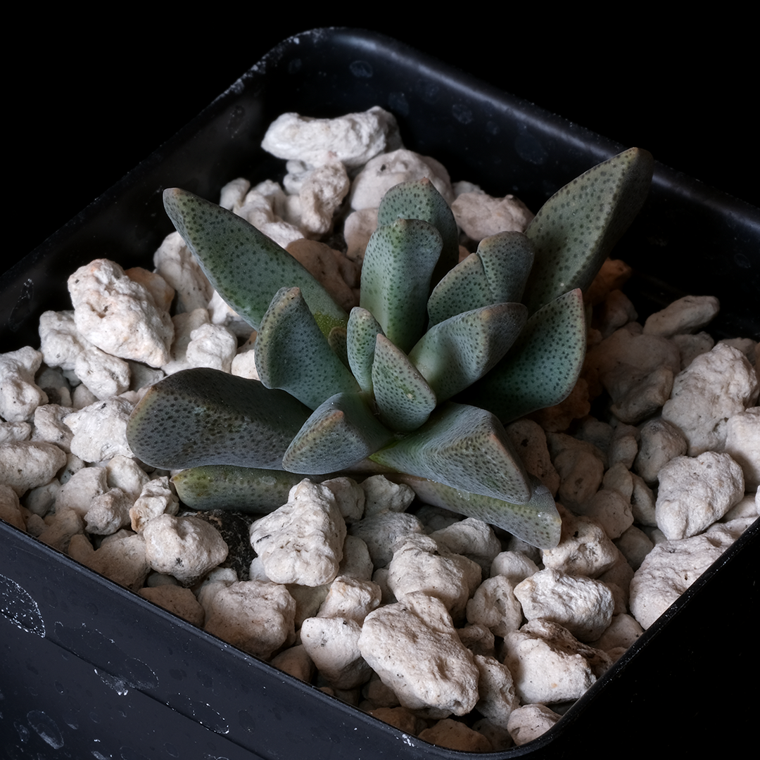 Prepodesma orpenii MG1313.62