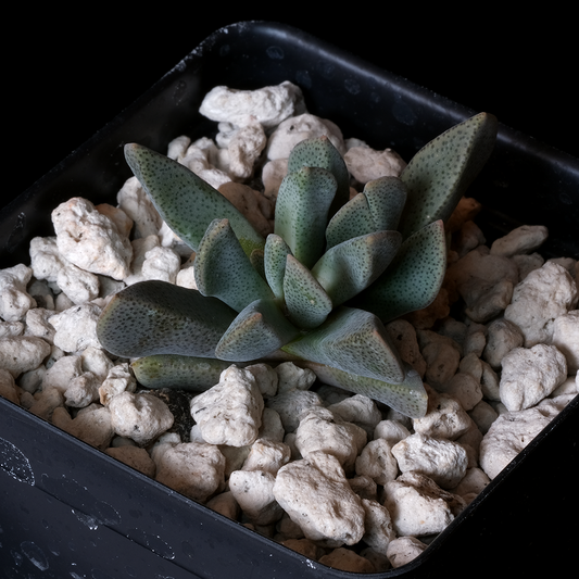 Prepodesma orpenii MG1313.62