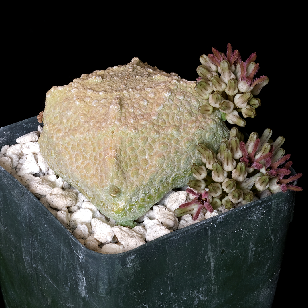 Pseudolithos cubiformis (specimen)