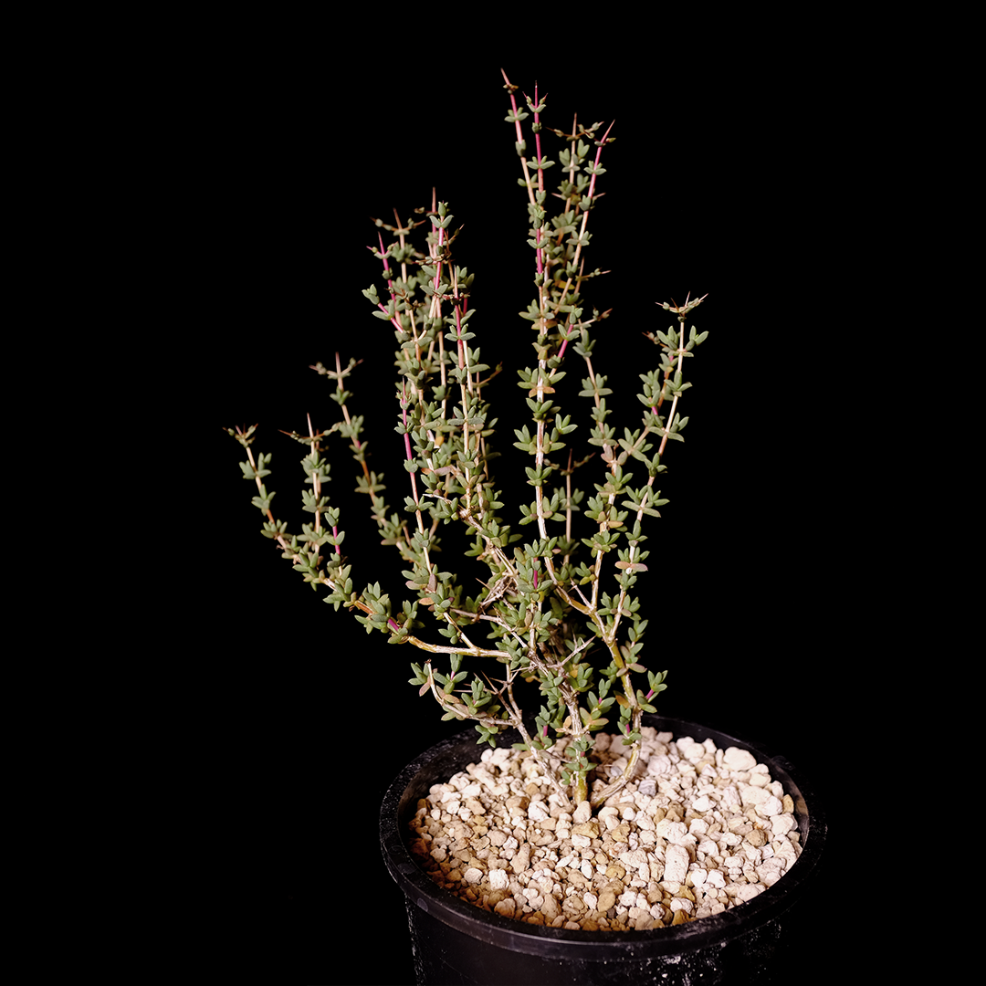 Ruschia centrocapsula