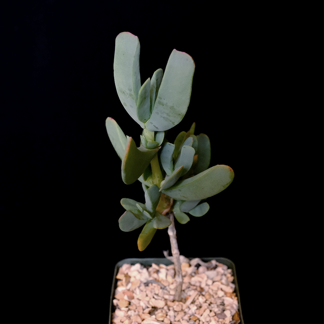 Ruschia maxima (HBG 35175)