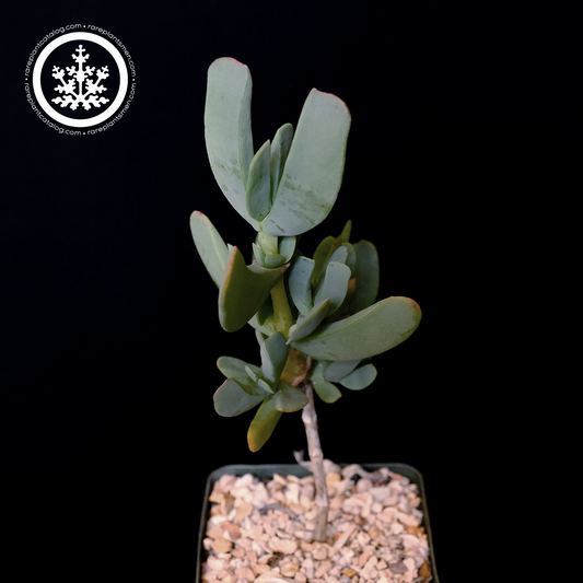 Ruschia maxima (HBG 35175)