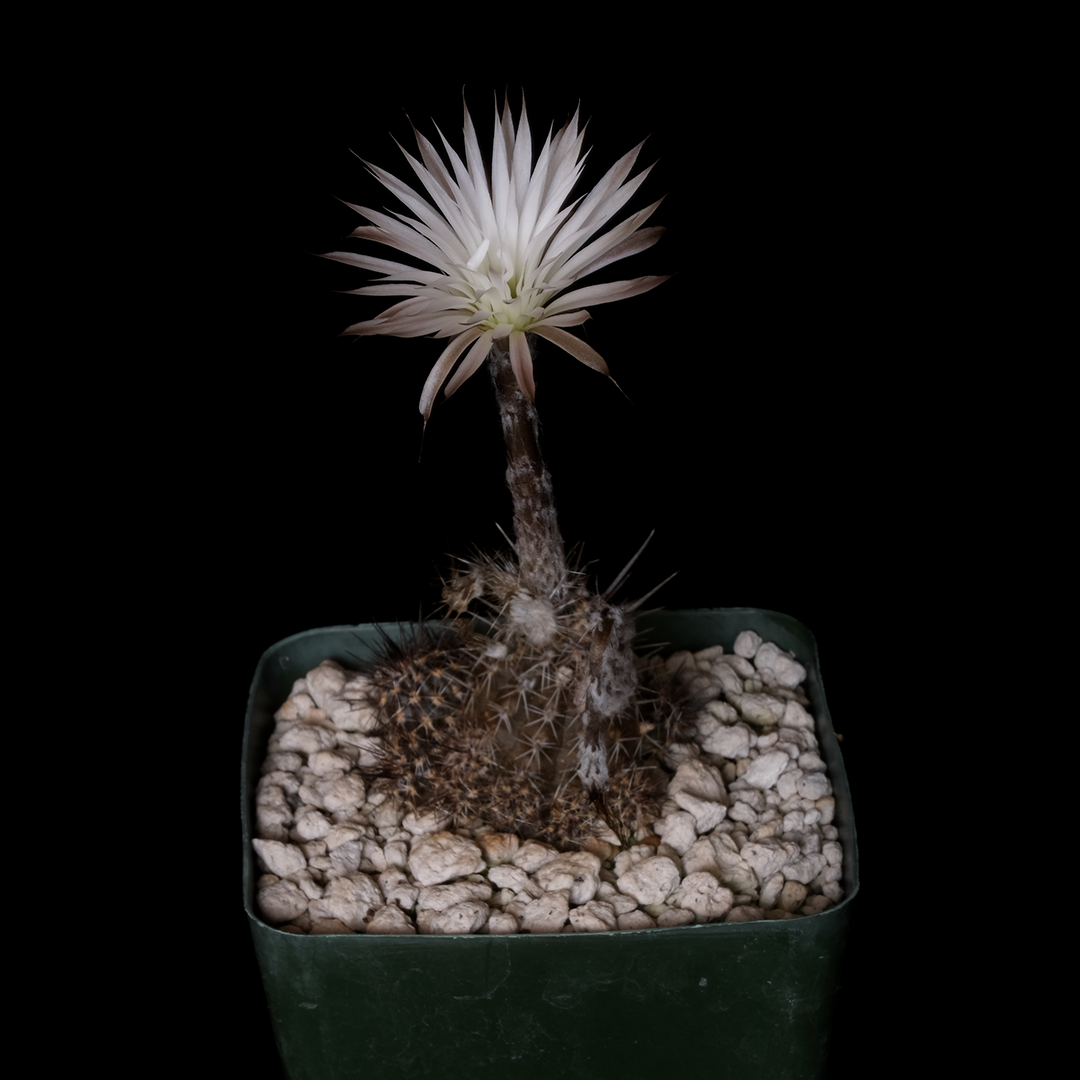 Setiechinopsis mirabilis