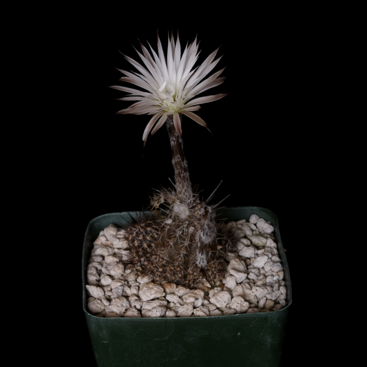 Setiechinopsis mirabilis
