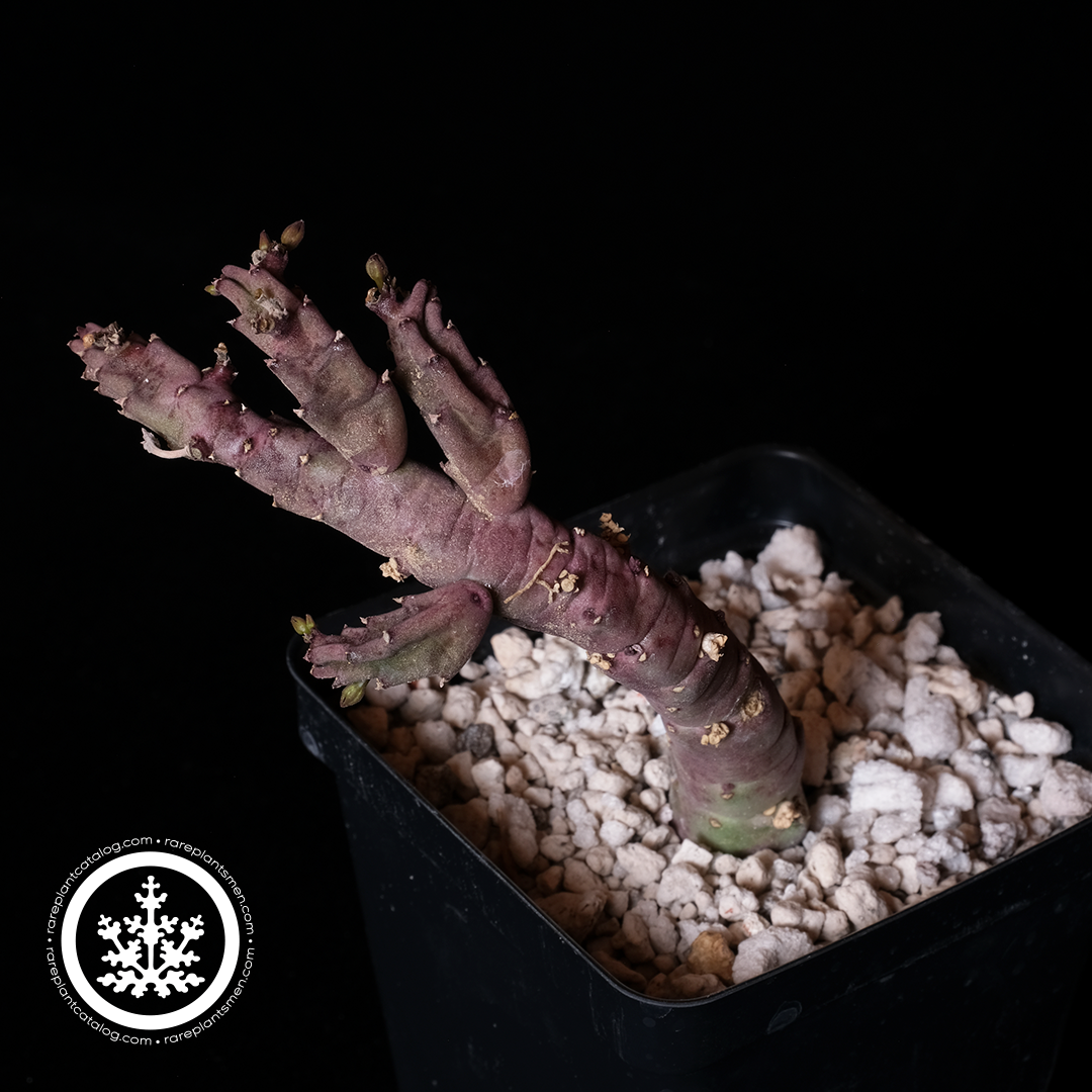 Stapelia flavopurpurea
