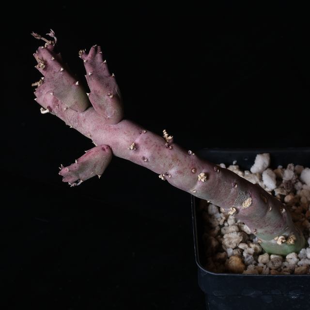 Stapelia flavopurpurea