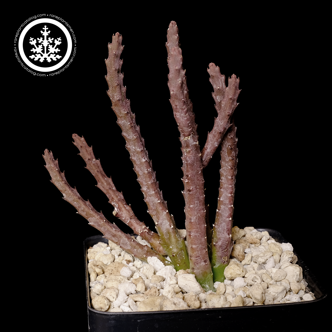 Stapelia scitula