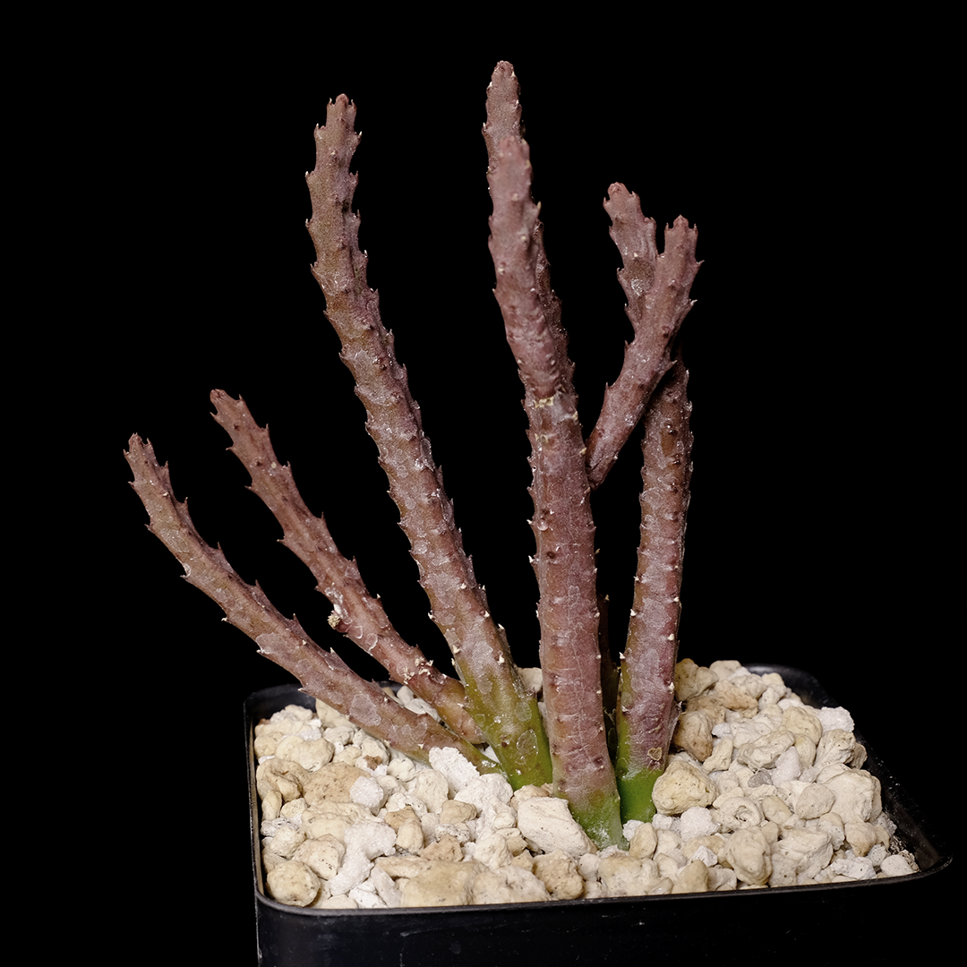 Stapelia scitula (red flower form)