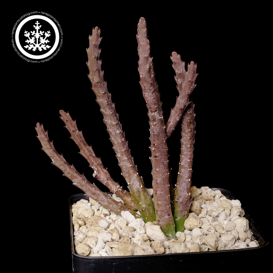 Stapelia scitula
