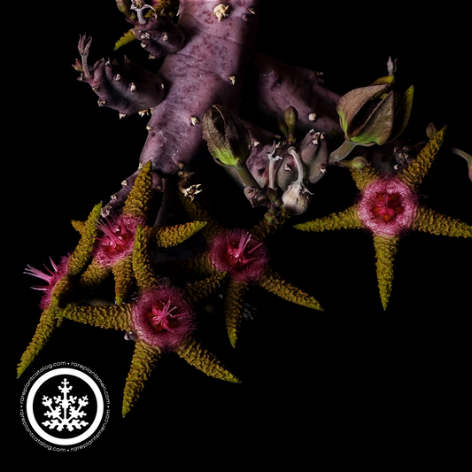 Stapelia flavopurpurea