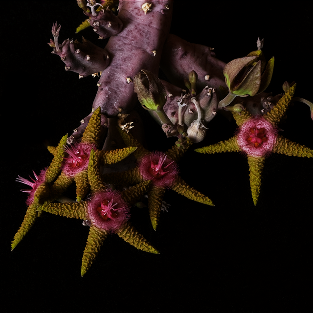 Stapelia flavopurpurea