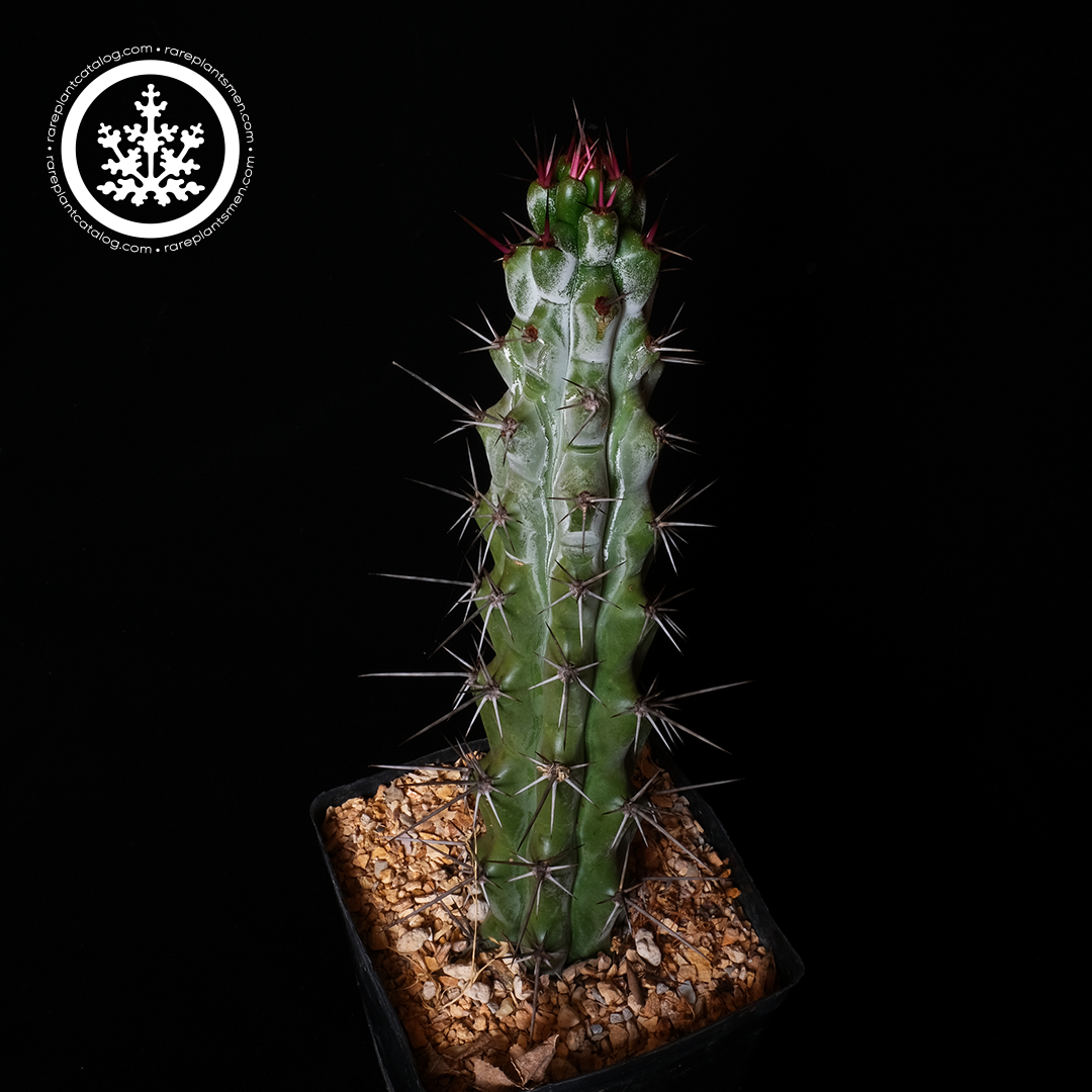 Stenocereus beneckei