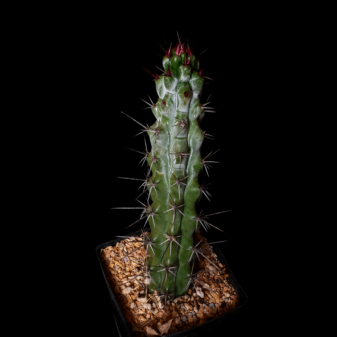 Stenocereus beneckei