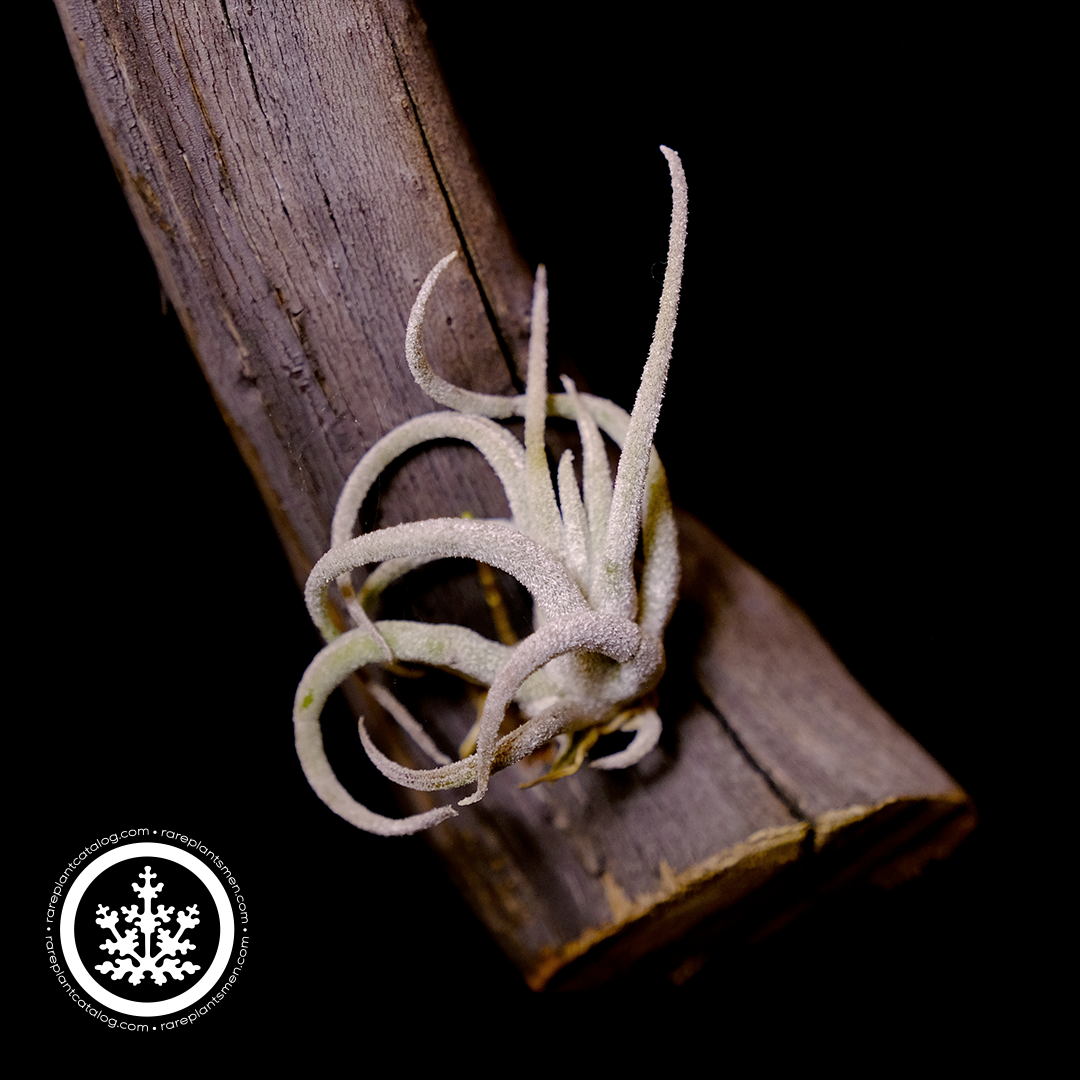 Tillandsia mitlaensis