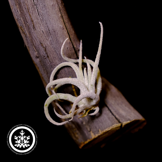 Tillandsia mitlaensis