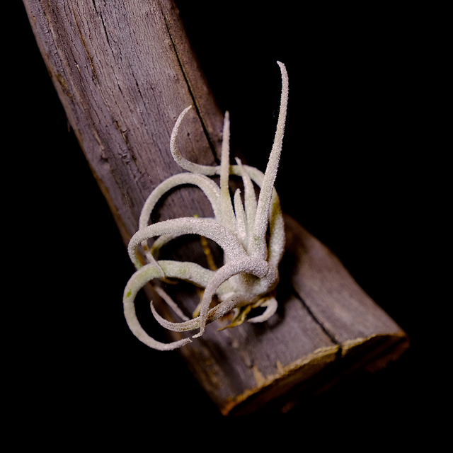 Tillandsia mitlaensis