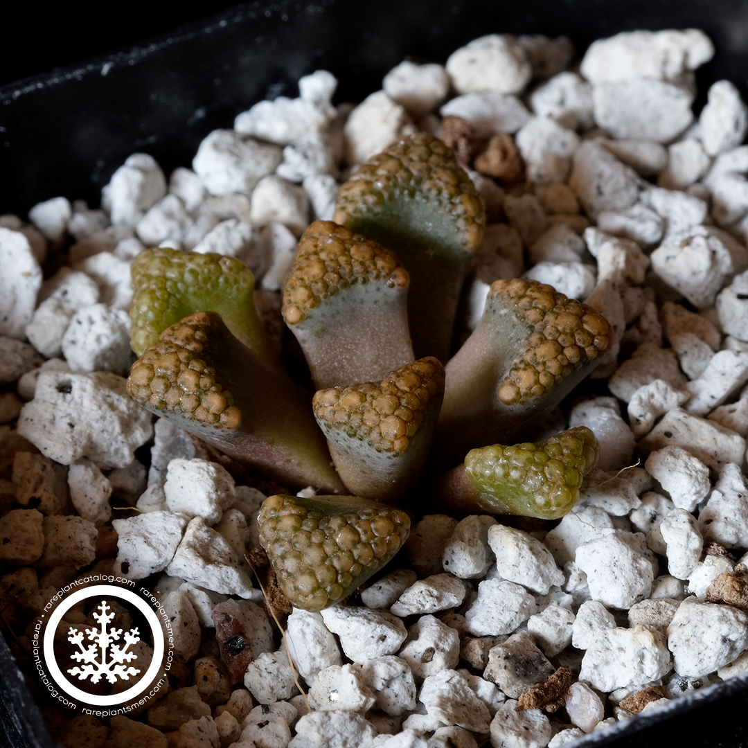 Titanopsis hugo-schlechteri