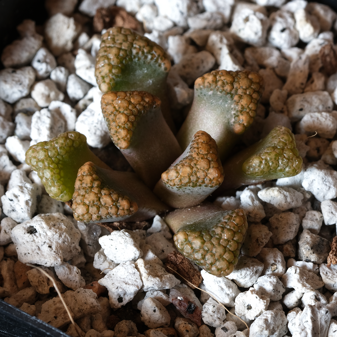 Titanopsis hugo-schlechteri