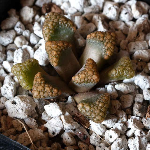 Titanopsis hugo-schlechteri