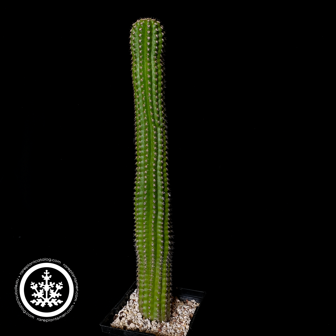 Trichocereus brevispinulosus
