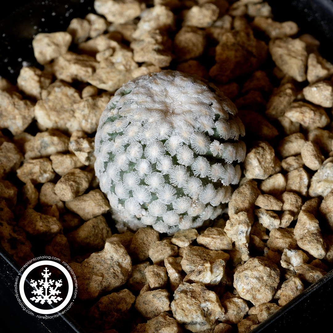 Turbinicarpus valdezianus