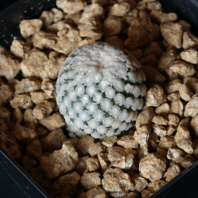 Turbinicarpus valdezianus