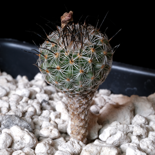Turbinicarpus booleanus