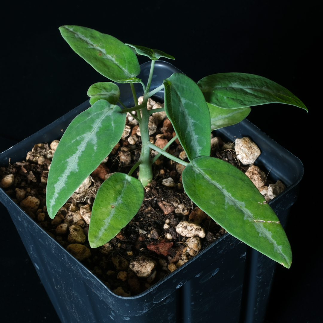 Adenia monadelpha