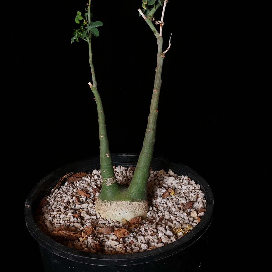 Adenia glauca XL specimen #1