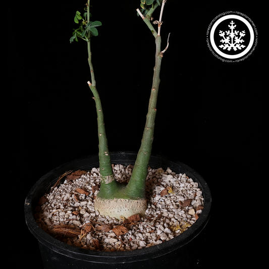 Adenia glauca XL specimen #1