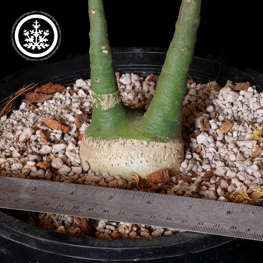 Adenia glauca XL specimen #1