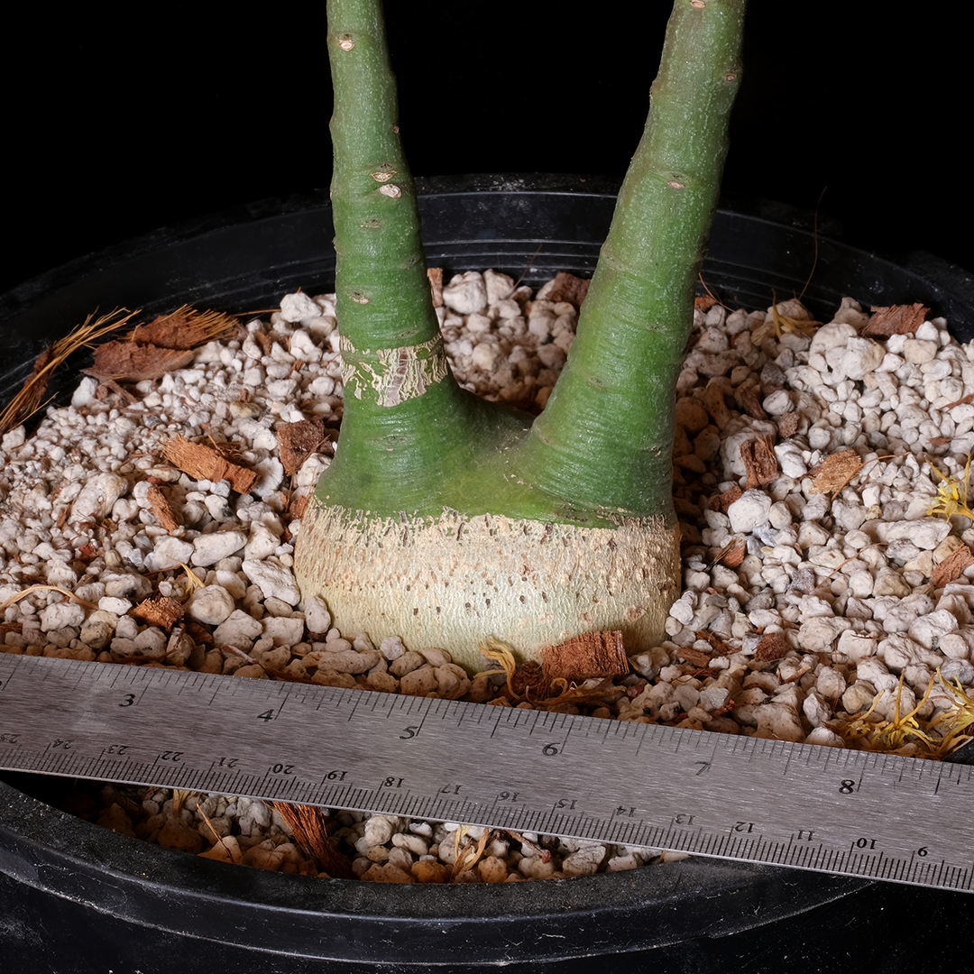 Adenia glauca XL specimen #1