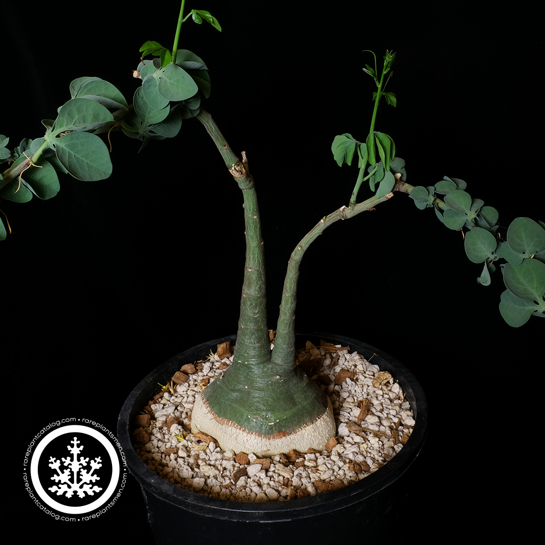 Adenia glauca XL specimen #2
