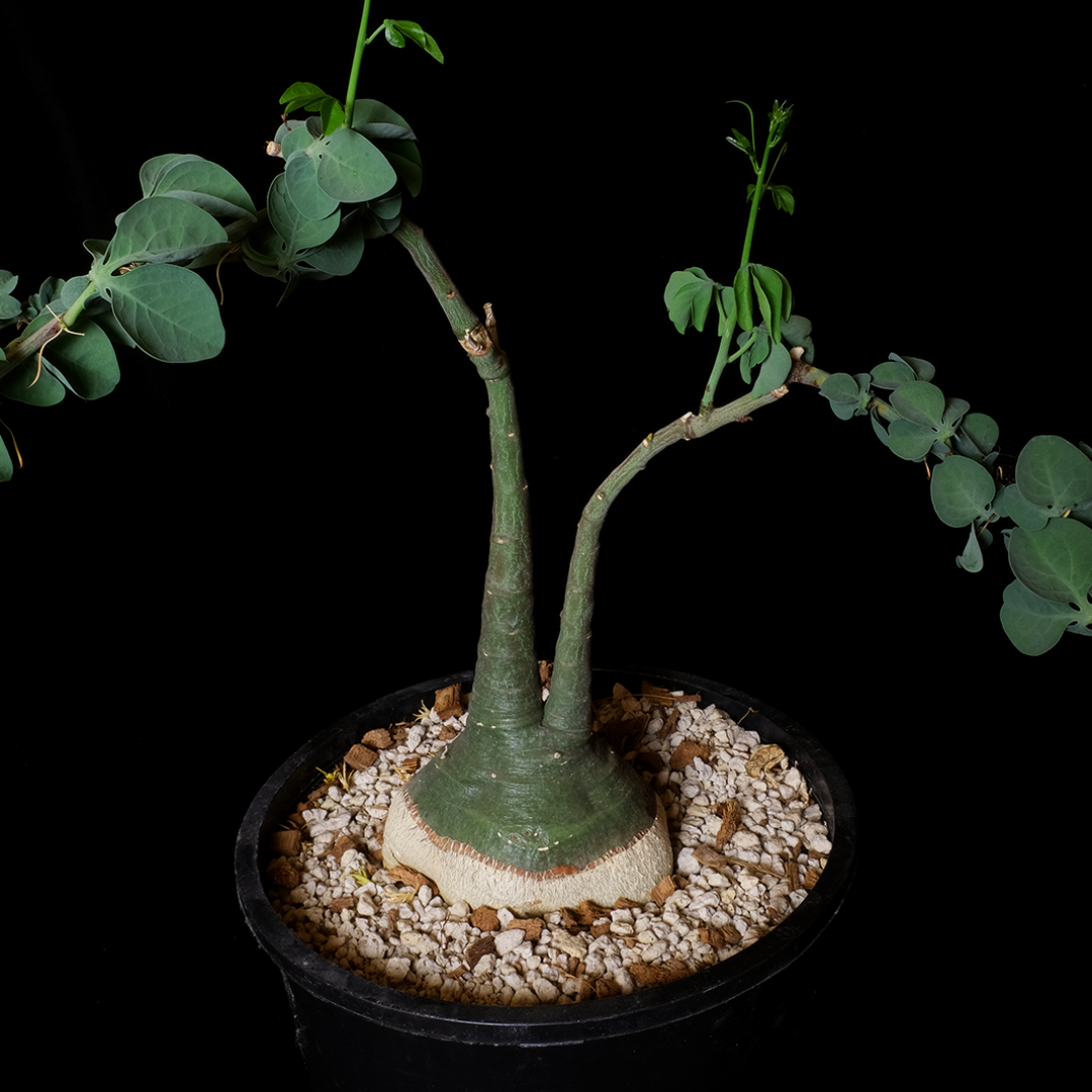 Adenia glauca XL specimen #2