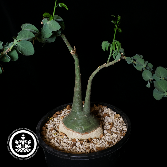 Adenia glauca XL specimen #2