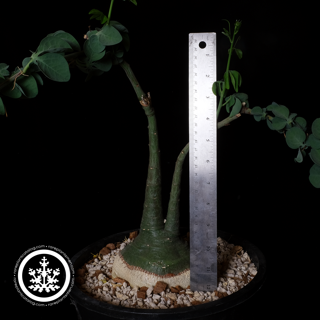 Adenia glauca XL specimen #2