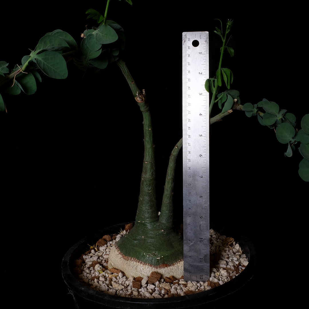 Adenia glauca XL specimen #2