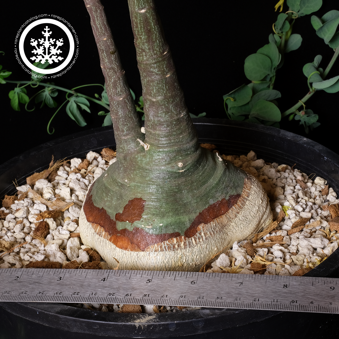 Adenia glauca XL specimen #2